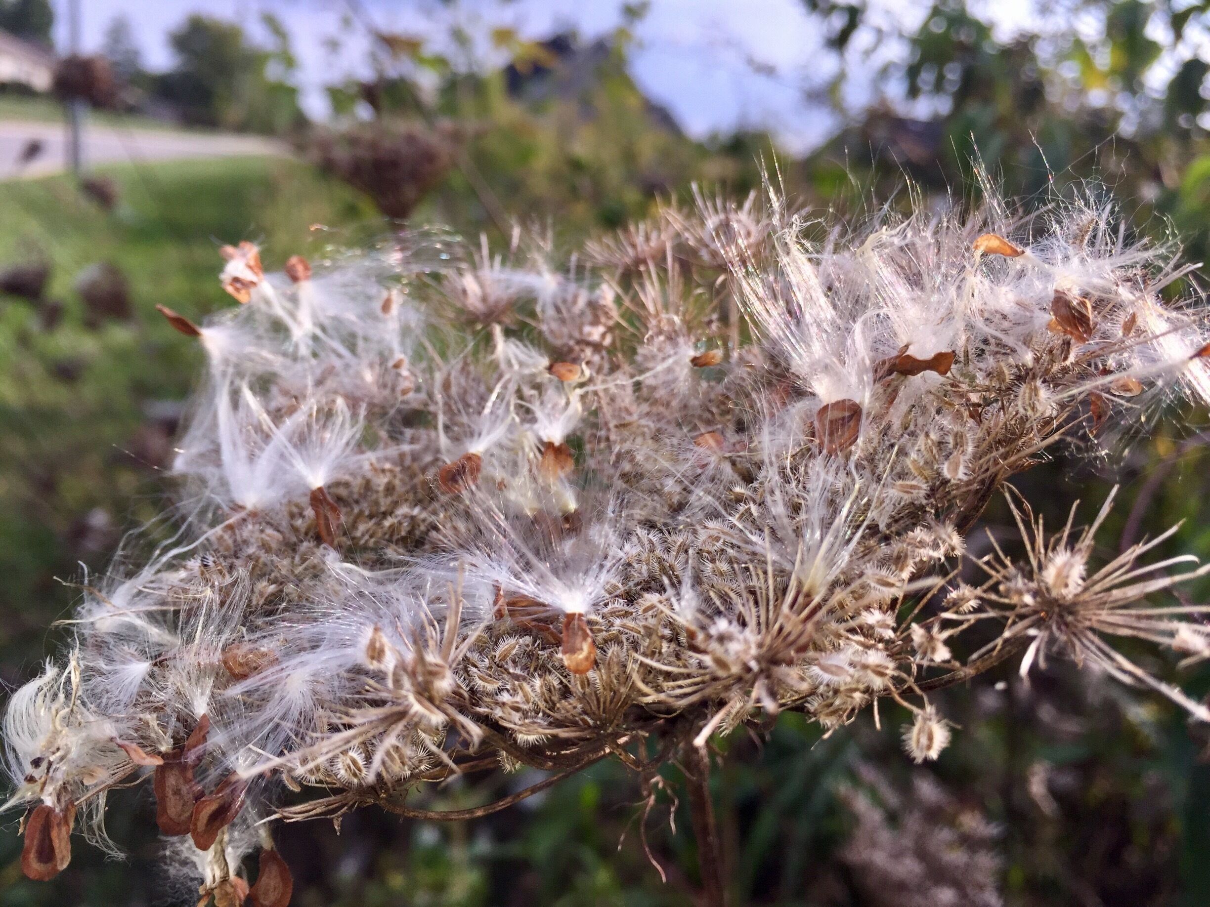 It's that time of the year when the milkweeds open up and the seeds start to fly. These beauties have been briefly stopped by a dead Queen Anne's lace. Future protein for next years monarch butterflies. 