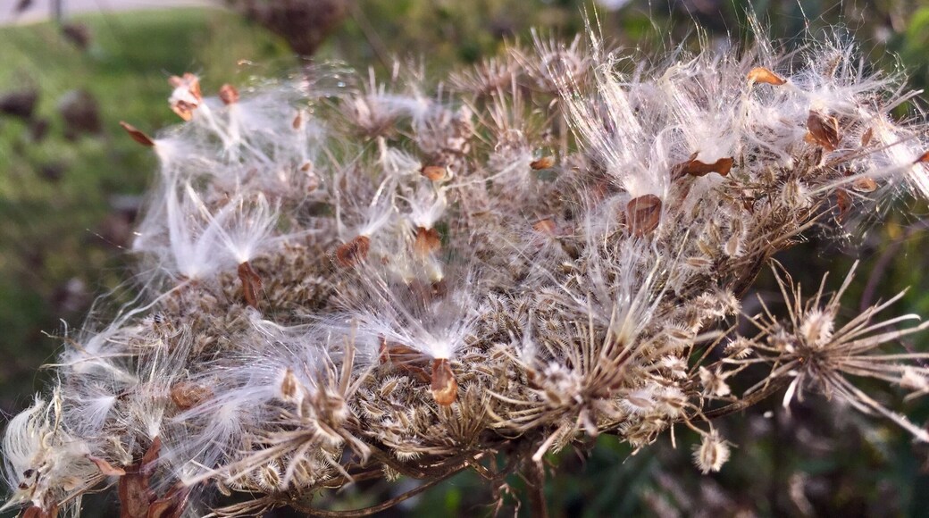 It's that time of the year when the milkweeds open up and the seeds start to fly. These beauties have been briefly stopped by a dead Queen Anne's lace. Future protein for next years monarch butterflies.