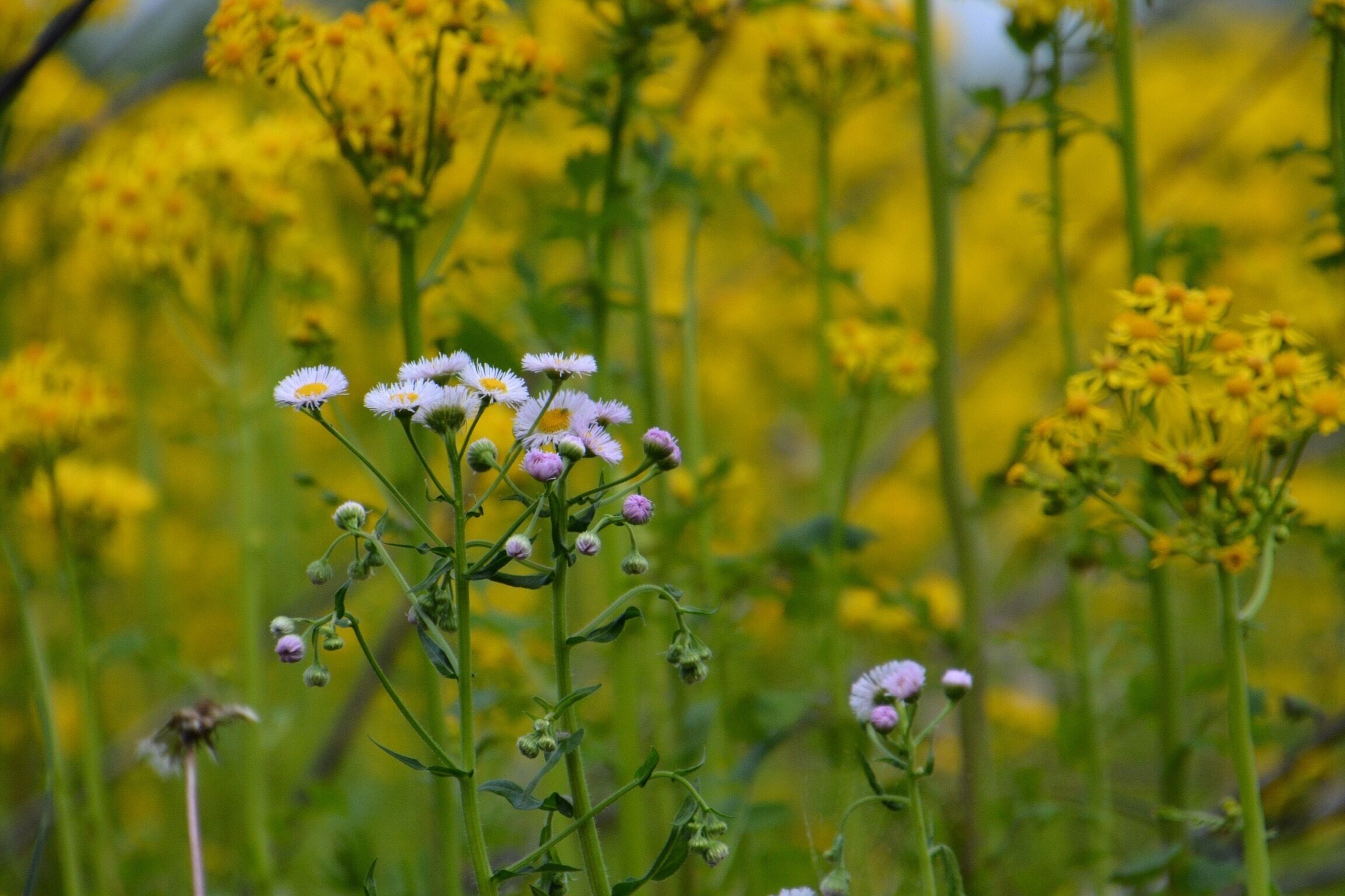 Fields in Indiana prior to planting