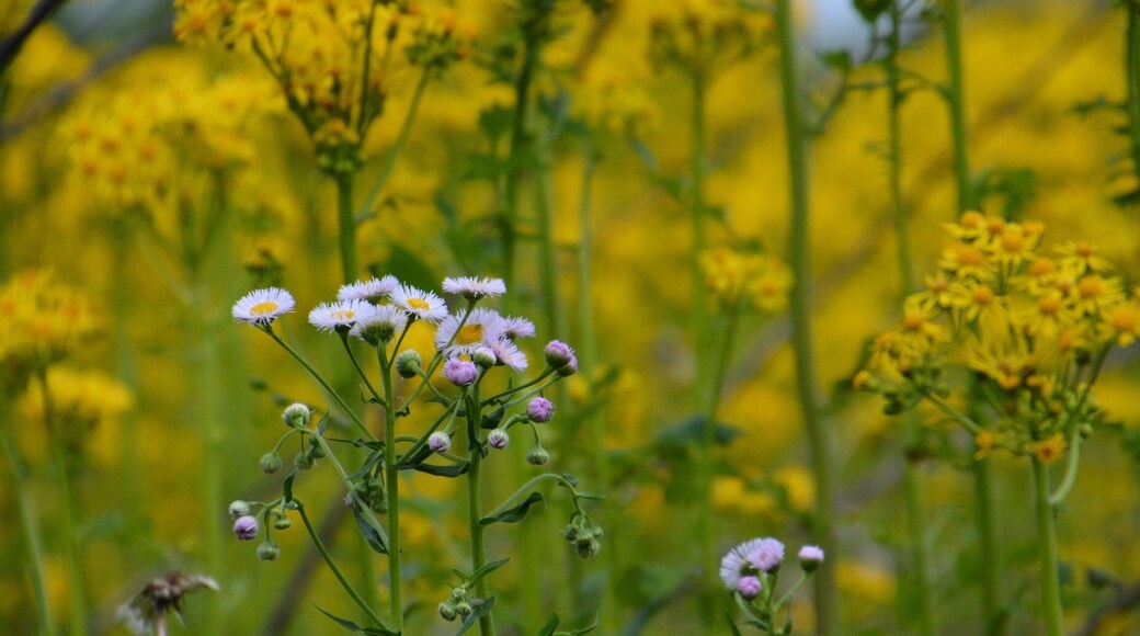 Fields in Indiana prior to planting
