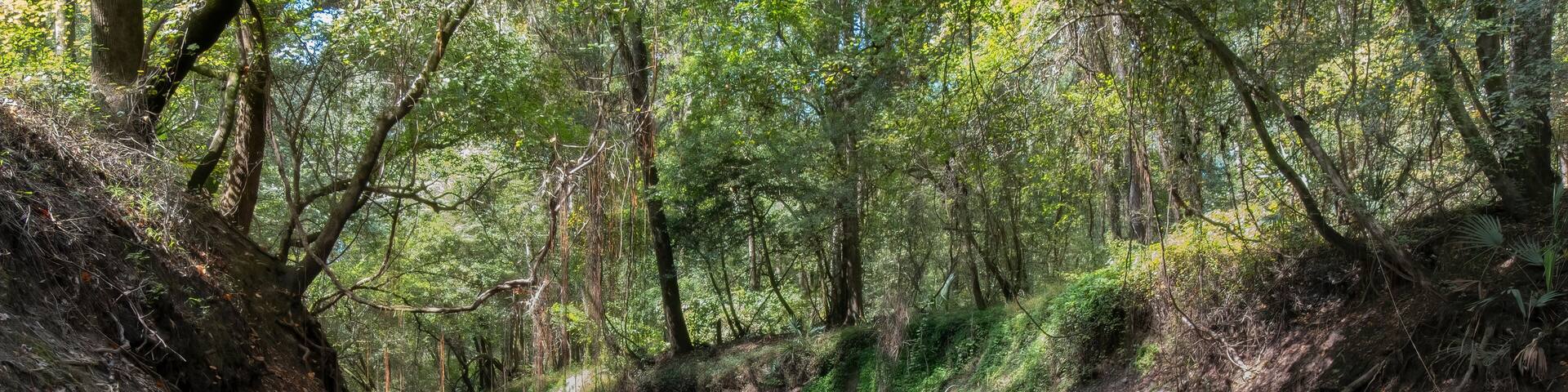 Dead River branch of the Alapaha River, Hamilton Co, Florida