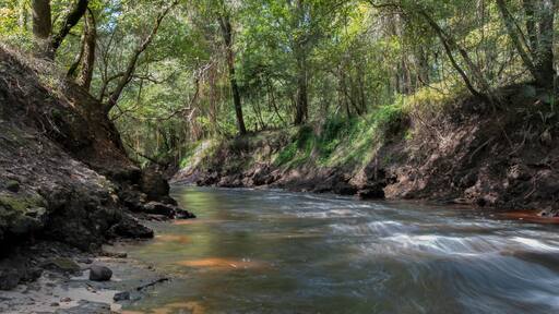 Dead River branch of the Alapaha River, Hamilton Co, Florida