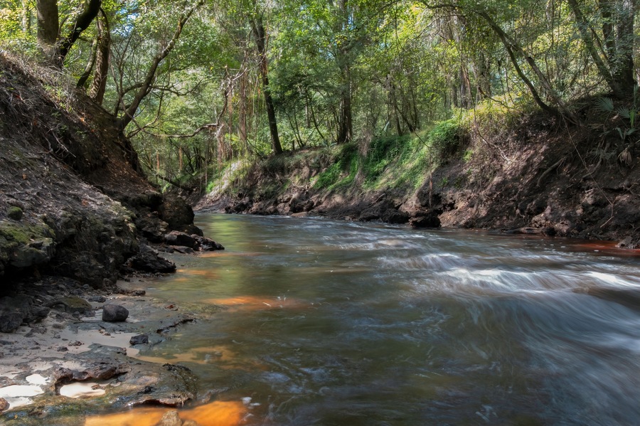 A flowing river surrounded by dense forest.