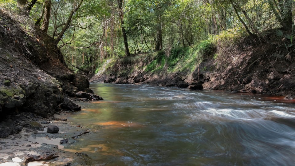 A flowing river surrounded by dense forest.
