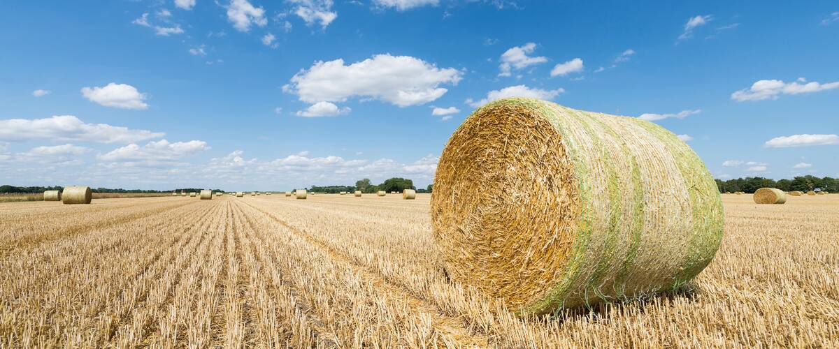 Rundstrohballen und Pflanzenstoppeln auf einem abgeernteten Getreidefeld vor blauem Himmel mit weissen Wolken, Bayern, Deutschland