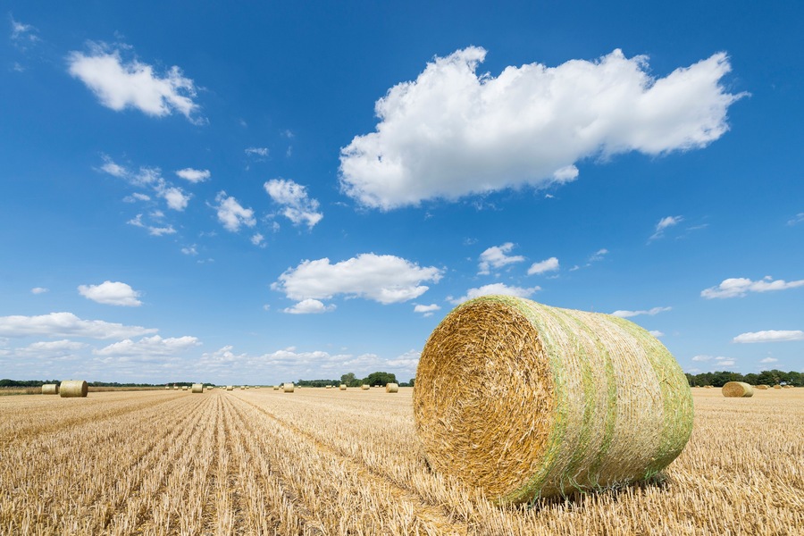 Rundstrohballen und Pflanzenstoppeln auf einem abgeernteten Getreidefeld vor blauem Himmel mit weissen Wolken, Bayern, Deutschland
