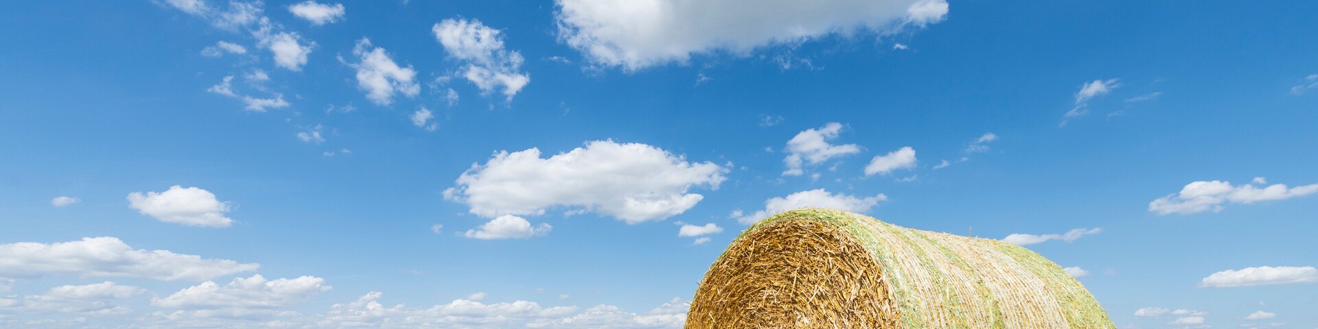 Rundstrohballen und Pflanzenstoppeln auf einem abgeernteten Getreidefeld vor blauem Himmel mit weissen Wolken, Bayern, Deutschland