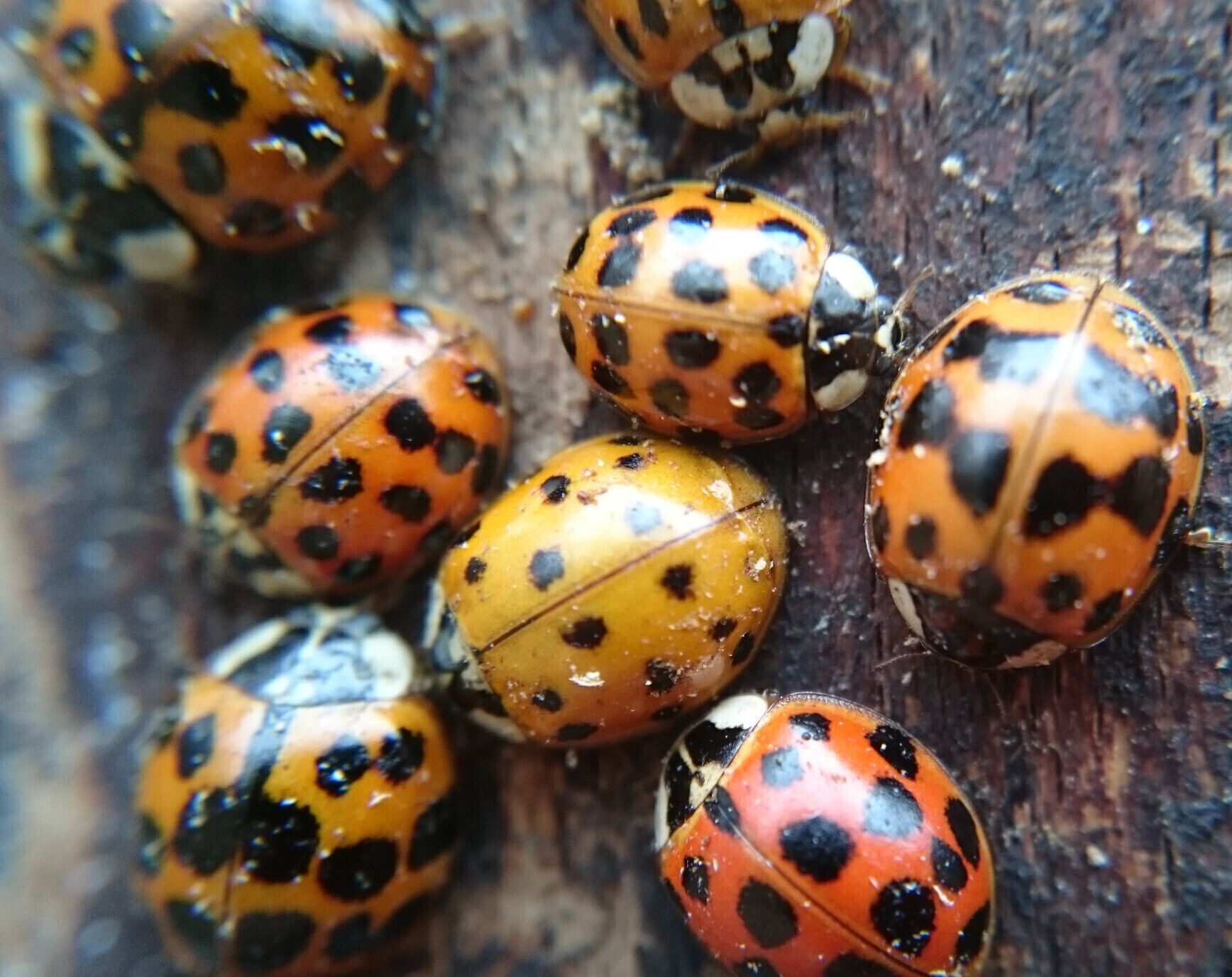 A cluster of what I believe to be Asian spotted lady beetles seeking refuge from the cold inside the peeling bark of a decaying beech stump.