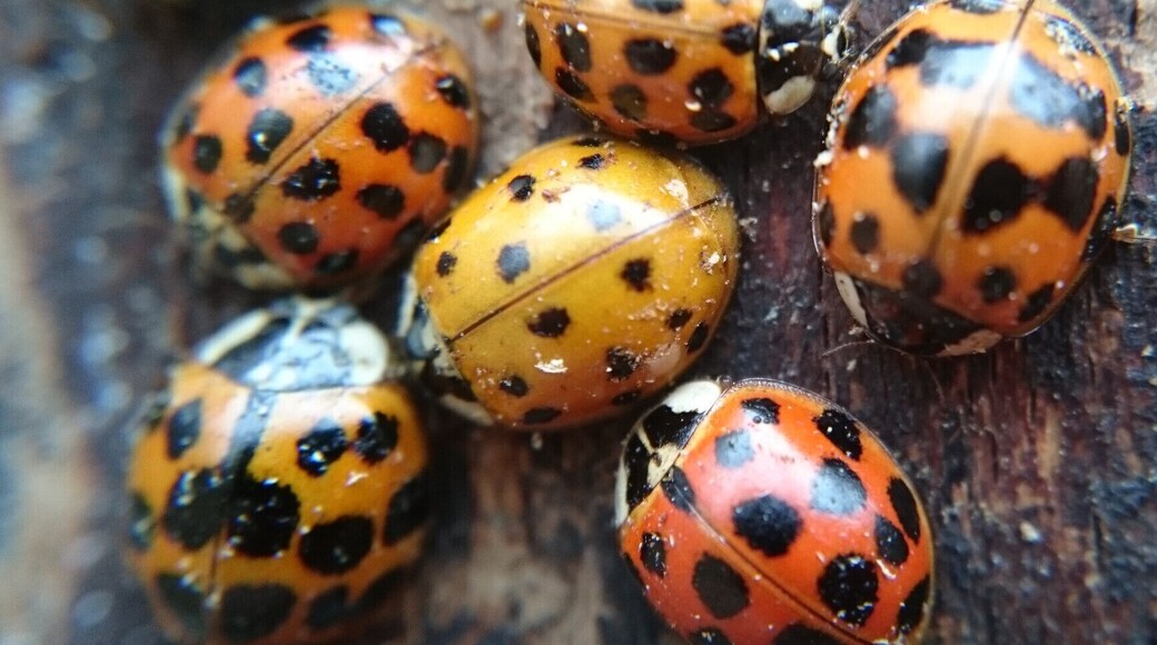 A cluster of what I believe to be Asian spotted lady beetles seeking refuge from the cold inside the peeling bark of a decaying beech stump.