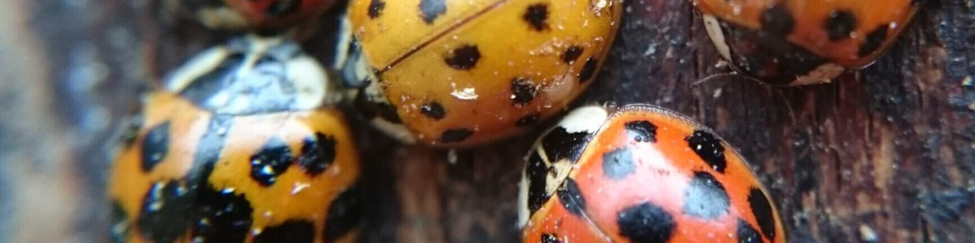 A cluster of what I believe to be Asian spotted lady beetles seeking refuge from the cold inside the peeling bark of a decaying beech stump.