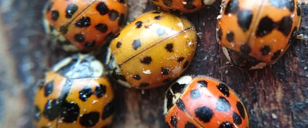 A group of ladybugs clustered on a wooden surface.