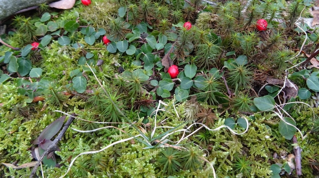 A microcosm of plant life on the forest floor, different types of mosses and a broad-leaf evergreen ground cover sporting red berries.
Spring Valley consists of 45 acres of property with hiking trails on the ridge and in the valley along the waters of Salt Run.