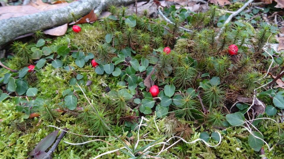 A mossy forest floor with small red berries and green foliage.