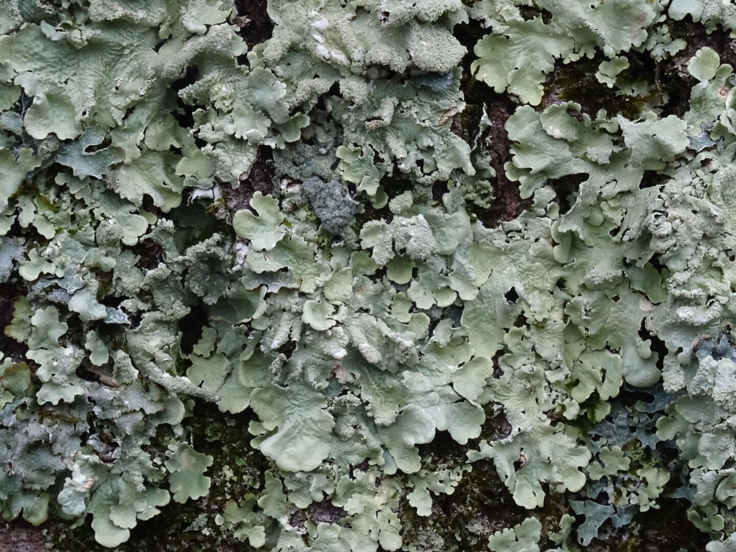 This giant tree on the campus of Denison University was covered from root to shoot with these sea foam green lichens.