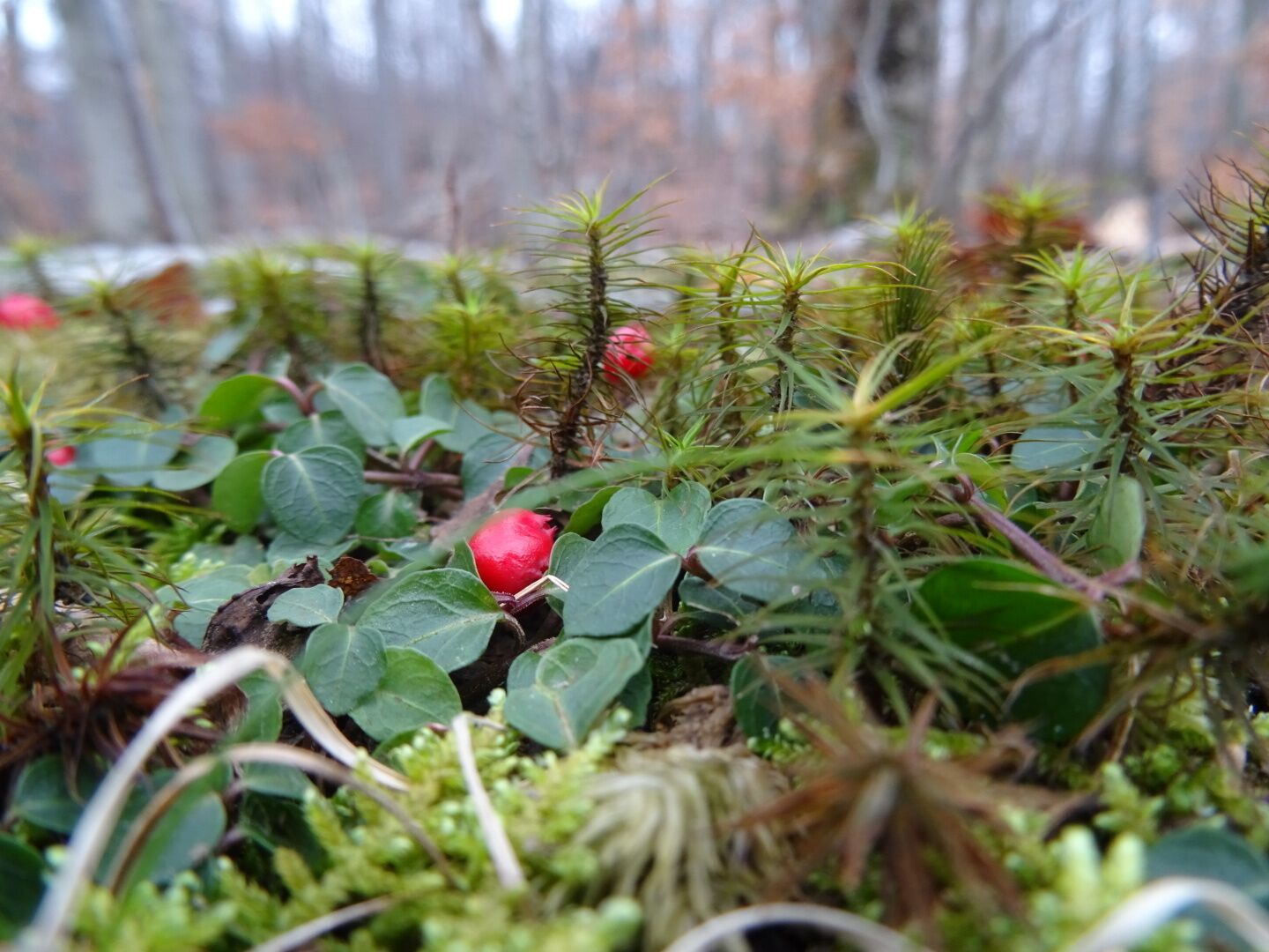 A microcosm of plant life on the forest floor, different types of mosses and a broad-leaf evergreen ground cover sporting red berries.

Spring Valley consists of 45 acres of property with hiking trails on the ridge and in the valley along the waters of Salt Run.