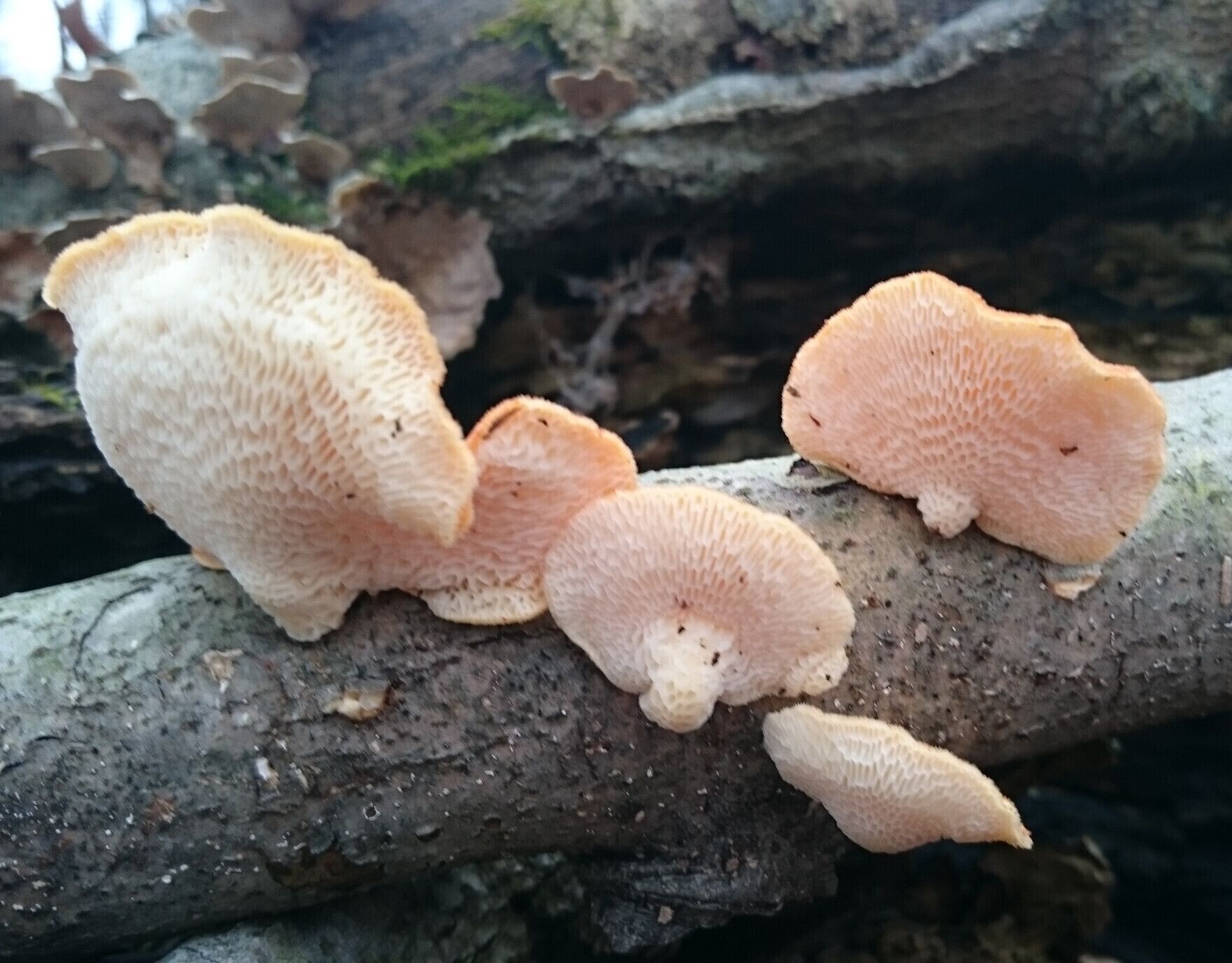 An underside view of some orange bracket polypore fungus growing on a dead tree limb.