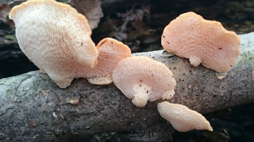 An underside view of some orange bracket polypore fungus growing on a dead tree limb.