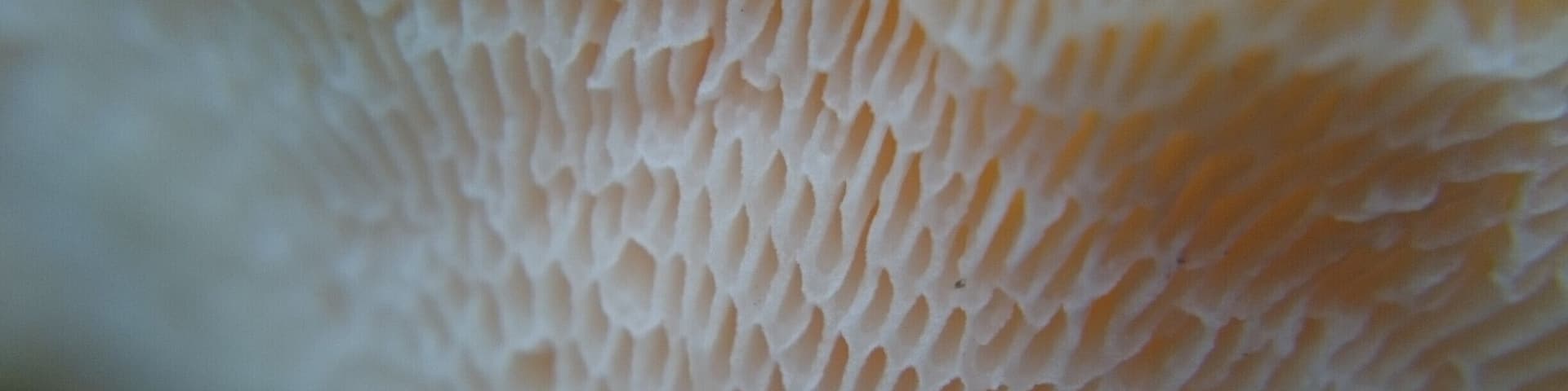 An extreme close-up underside view of some orange bracket polypore fungus growing on a dead tree limb.