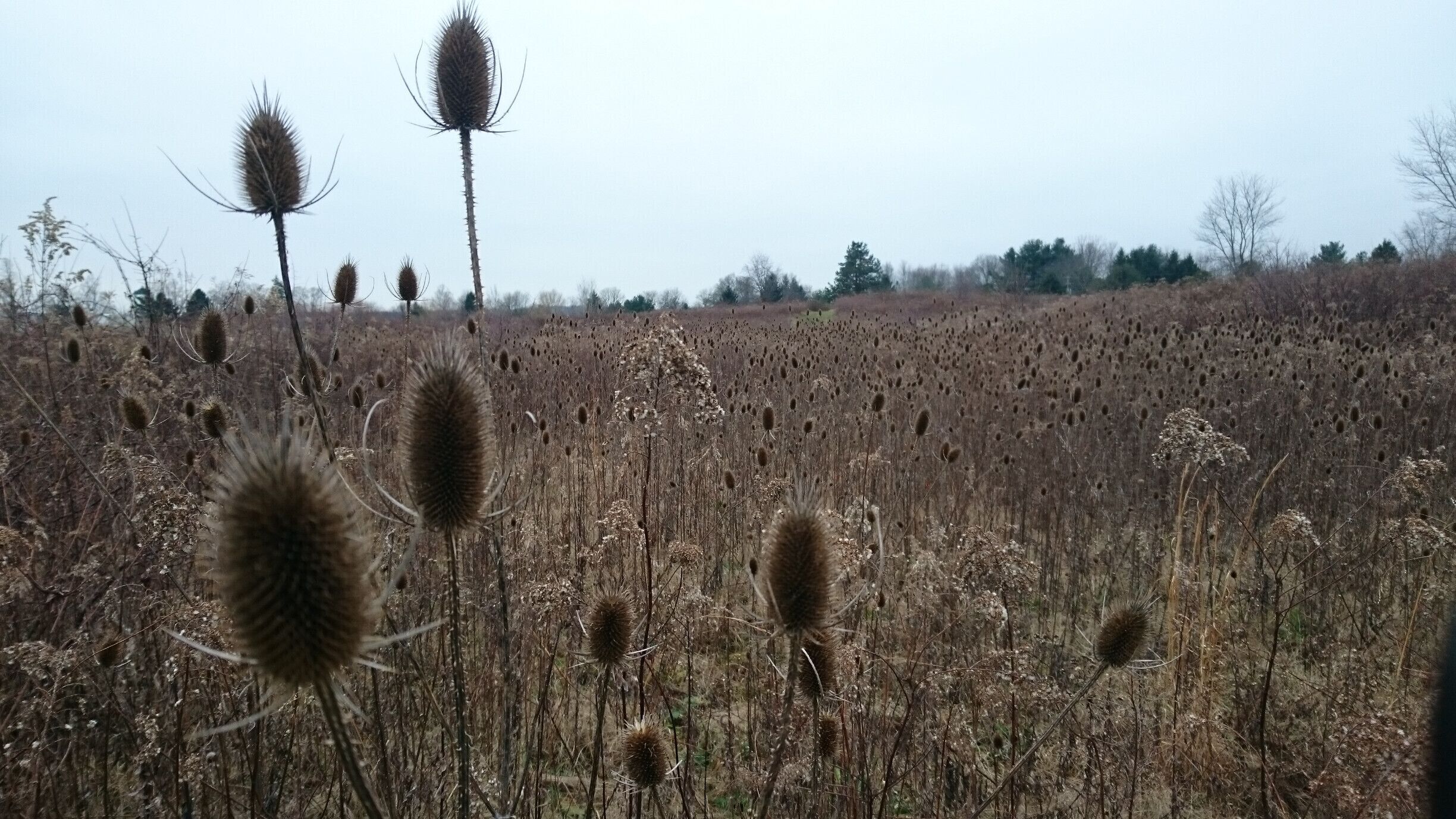 The inflorescence of wild teasel (Dipsacus fullonum) is a cylindrical array of lavender flowers which dries to a brown cone of spine-tipped hard bracts.