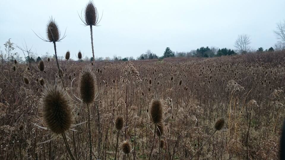 A field of tall, brown, spiky plants with a few trees in the background.