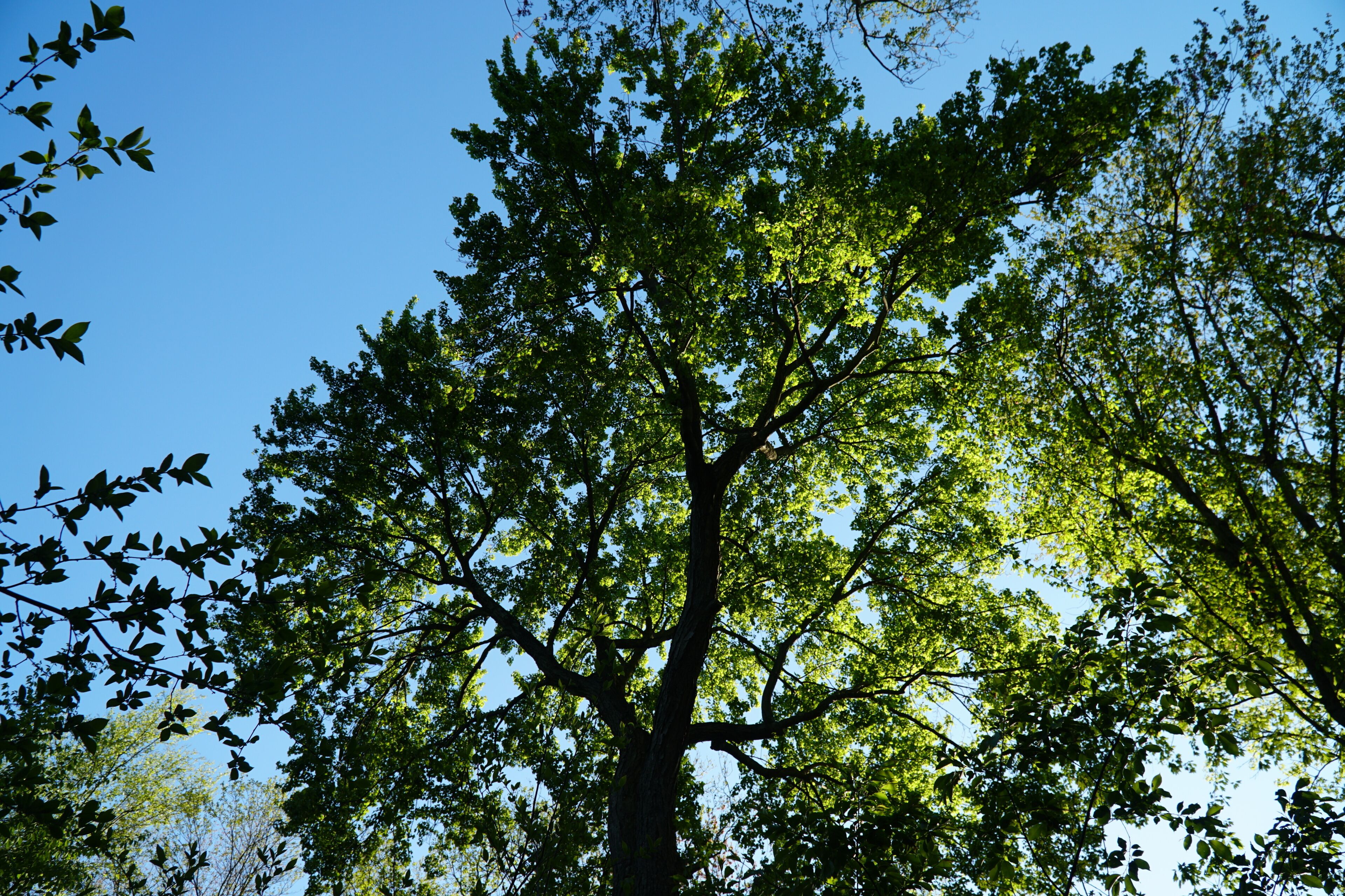 Large tree with spring canopy at Kings Point Park, Great Neck, Long Island