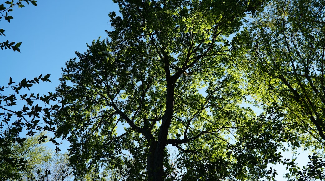 Large tree with spring canopy at Kings Point Park, Great Neck, Long Island