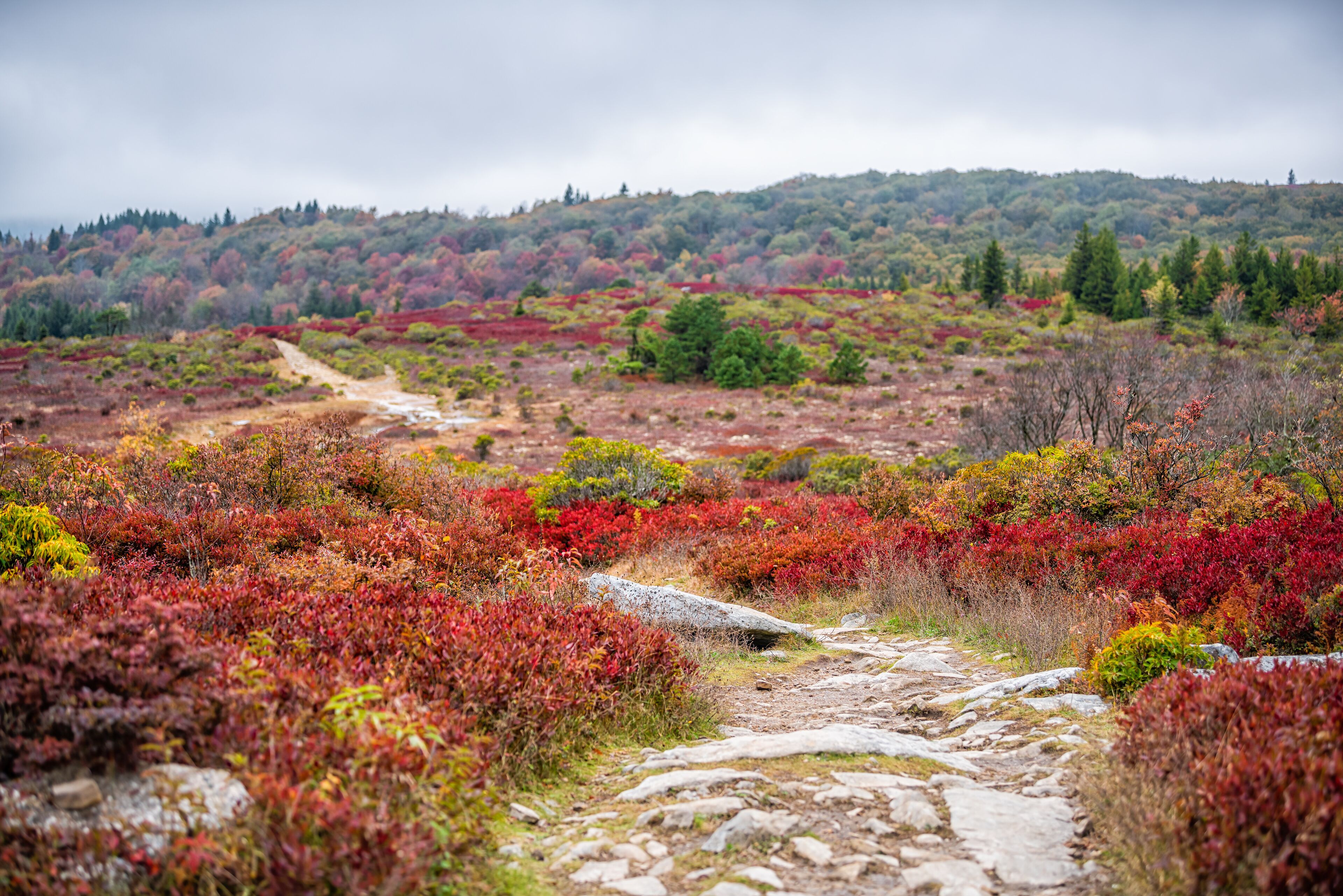 Colorful red huckleberry bushes foliage in autumn fall in Bear Rocks trail at Dolly Sods in West Virginia National Forest Park with footpath road and cloudy rainy weather