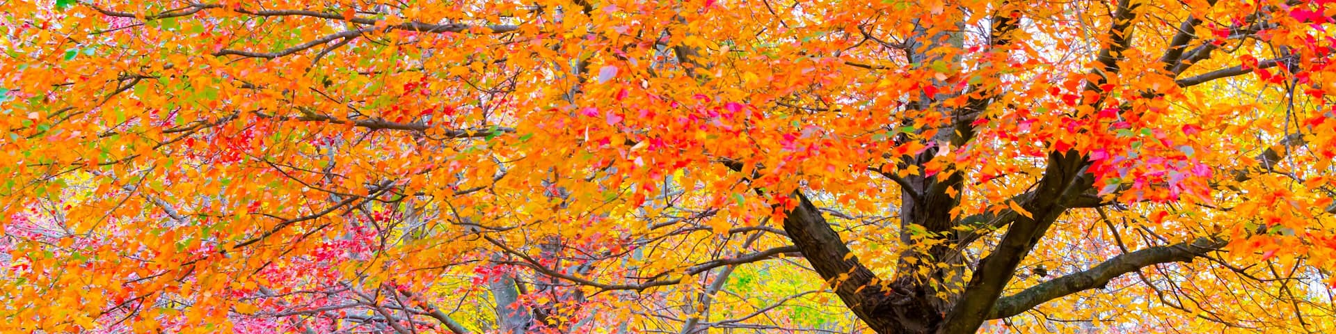 Yellow, red and purple maple trees at Potato Creek State Park in North Liberty, Indiana