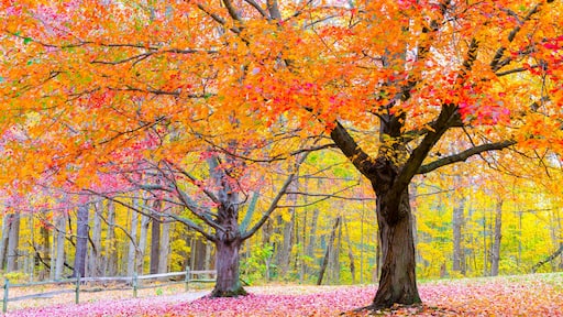 Yellow, red and purple maple trees at Potato Creek State Park in North Liberty, Indiana