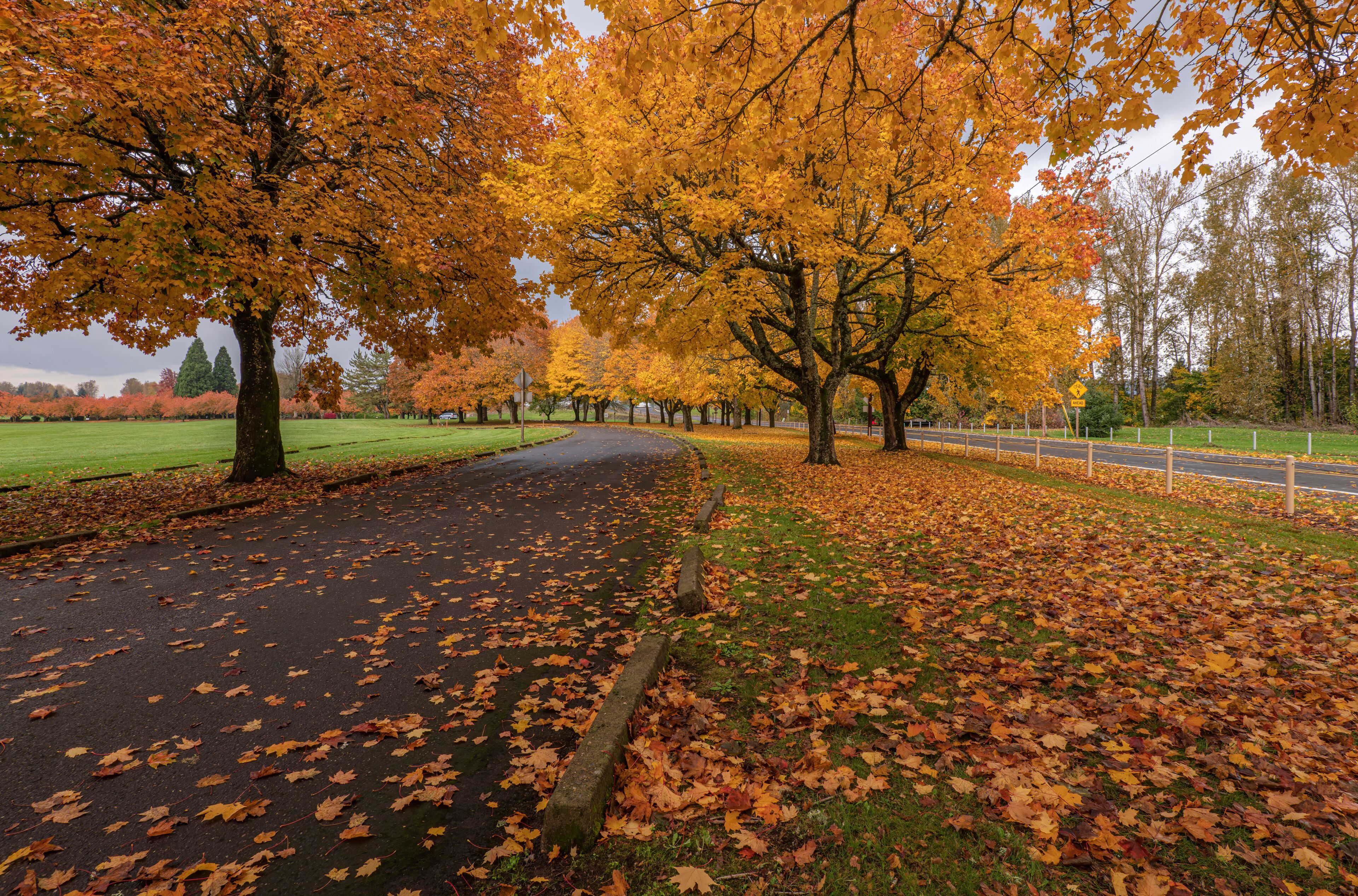 Golden Autumn in a public park Gresham Oregon.