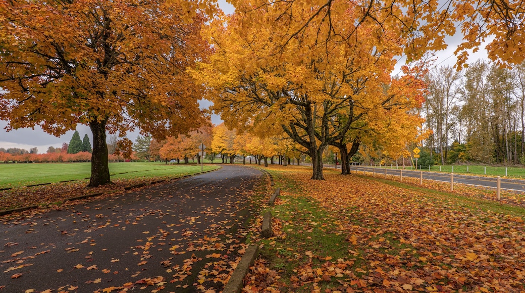 Golden Autumn in a public park Gresham Oregon.