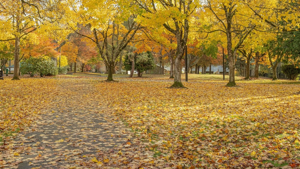 Public park covered in fallen leaves Gresham Oregon.