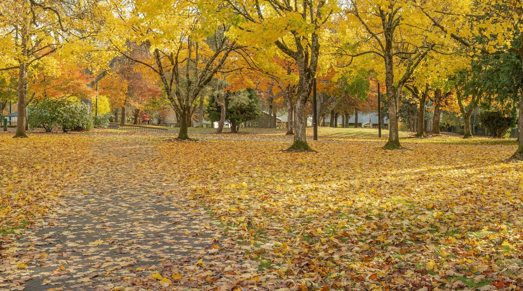 Public park covered in fallen leaves Gresham Oregon.