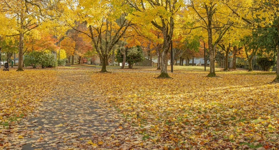 Public park covered in fallen leaves Gresham Oregon.