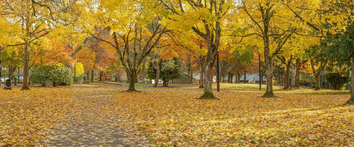 A park with trees displaying autumn foliage, a paved path, and a grassy area covered with fallen leaves.