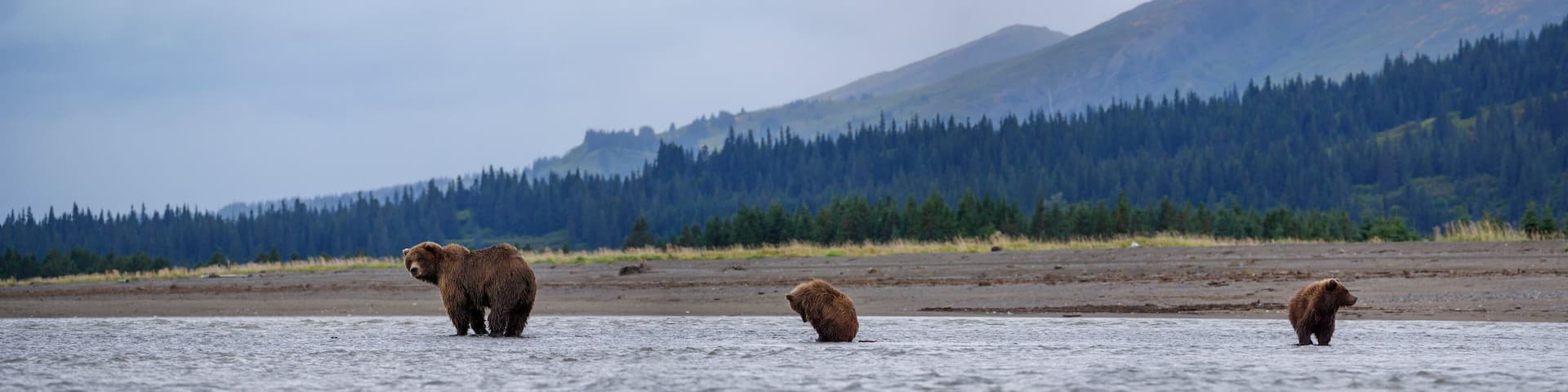 Coastal brown bear, also known as Grizzly Bear (Ursus Arctos) female and cubs. South Central Alaska. United States of America (USA).