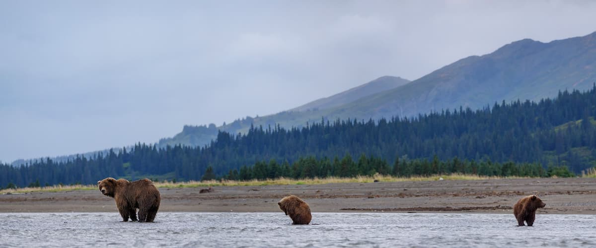 Three bears standing in a shallow water body with a forested mountain range in the background.
