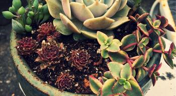 A mini succulent garden made from plants & a pot from Cactus Jungle Nursery in Berkeley.