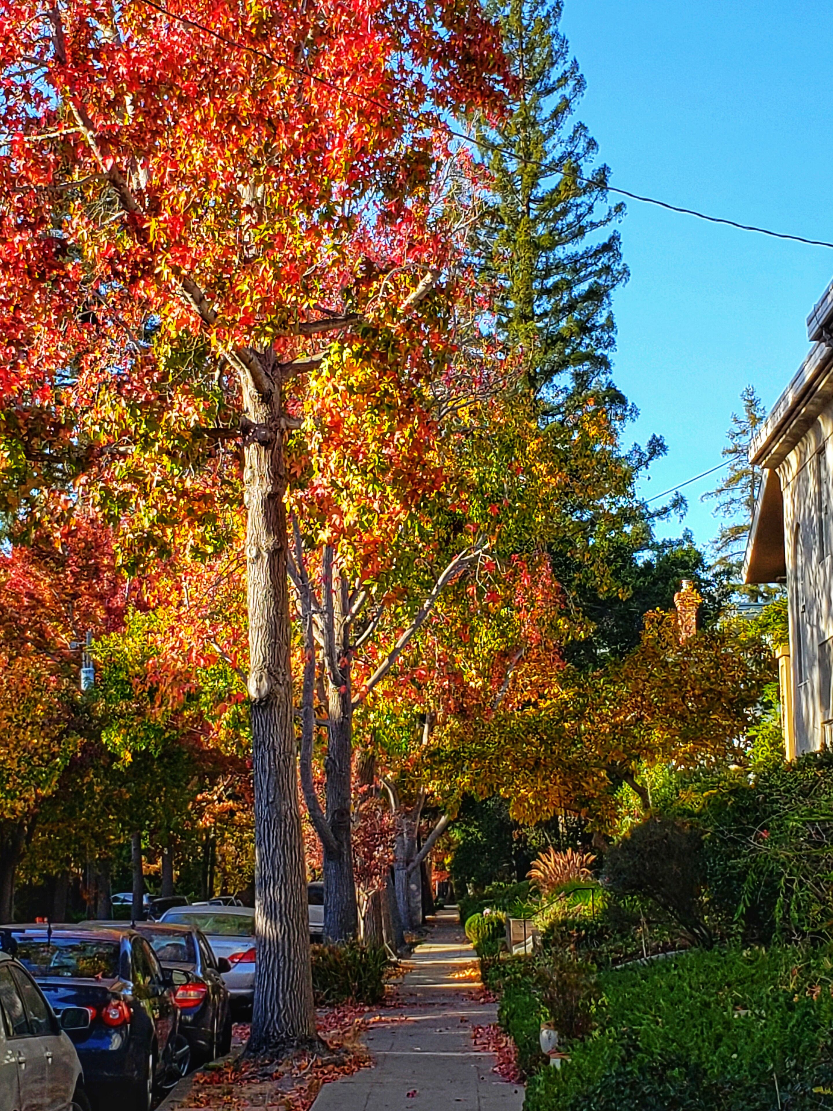 A walk through my local hood. You don't have to go back east for #shadesofautumn you can find it here in #northerncalifornia in late November. 

#trovember 
#mybackyard 
#homeiswheretheheartis
#californiacaptures #outdoors #getoutside #walking 
#trees
#autumn_leaves