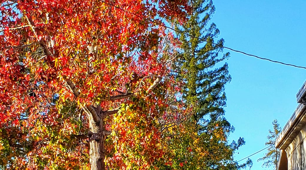 A walk through my local hood. You don't have to go back east for #shadesofautumn you can find it here in #northerncalifornia in late November.
#trovember
#mybackyard
#homeiswheretheheartis
#californiacaptures #outdoors #getoutside #walking
#trees
#autumn_leaves
