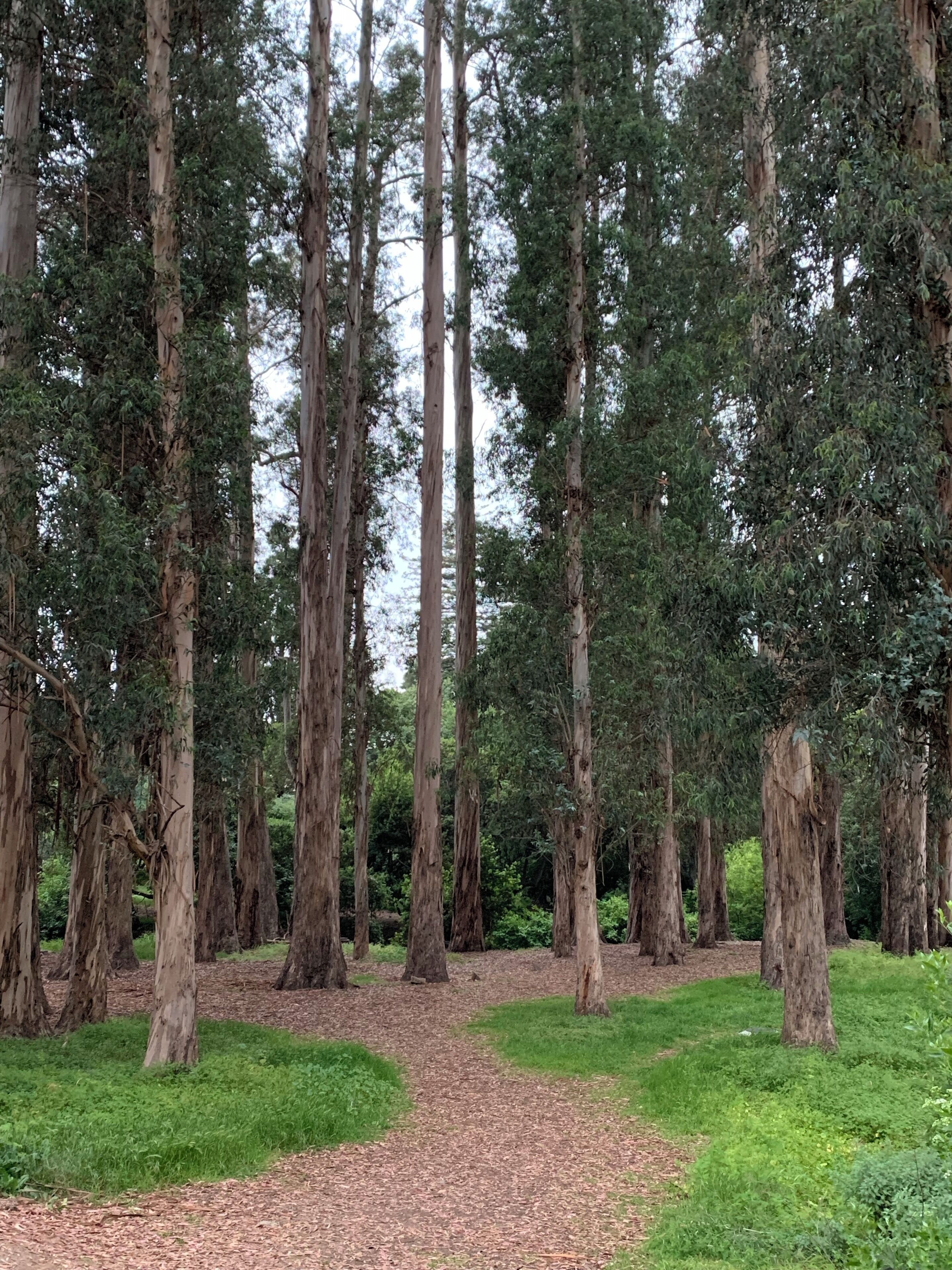 This small trail winds through a beautiful section of trees on the west side of campus.
