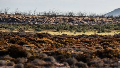 A desert landscape with sparse vegetation and a distant mountain range.