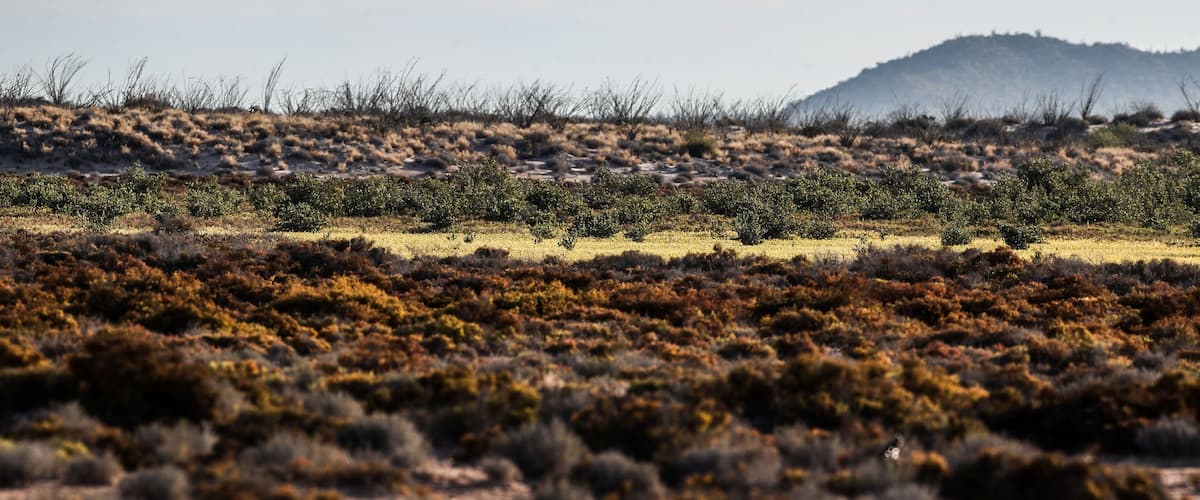 A desert landscape with sparse vegetation and a distant mountain range.