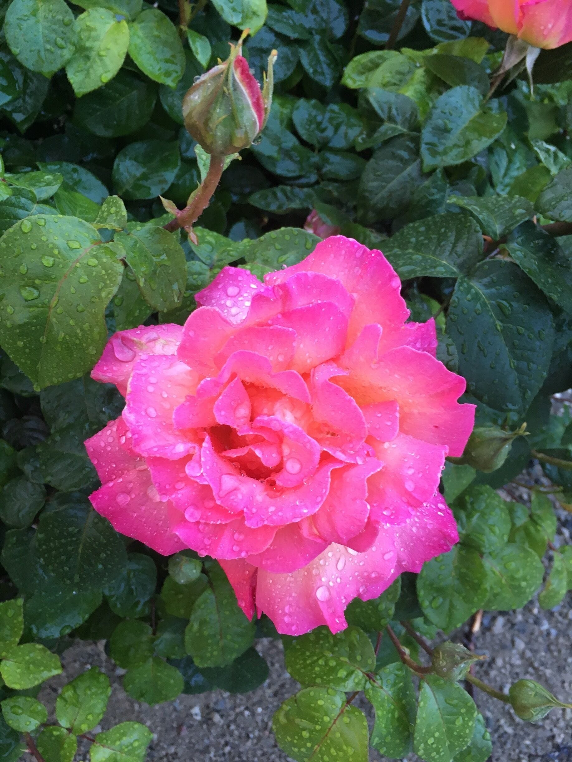 "Double Delight" such a beautiful rose! 