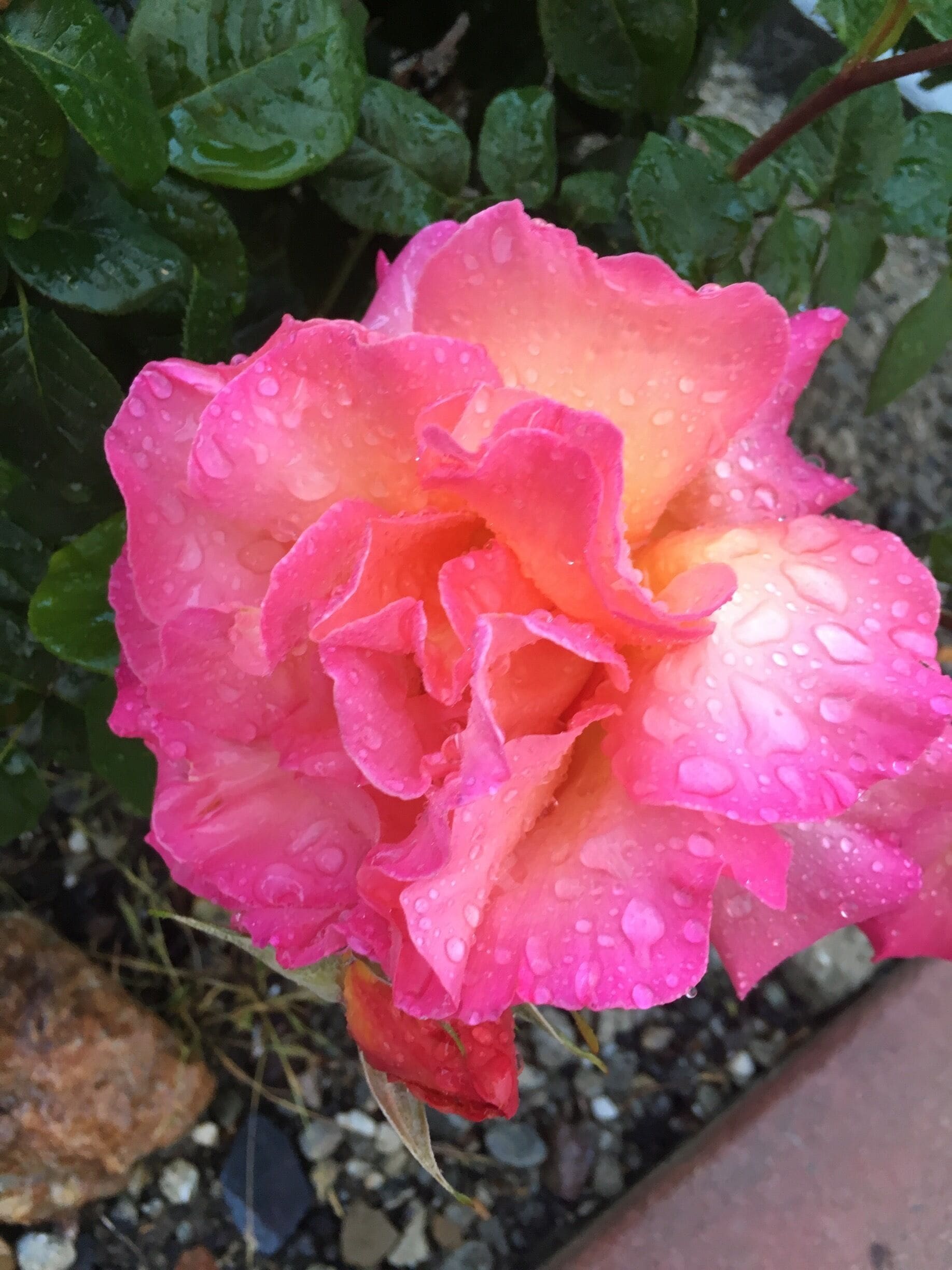 Rain drops on a beautiful "Double Delight Rose". One of the most fragrant roses.  