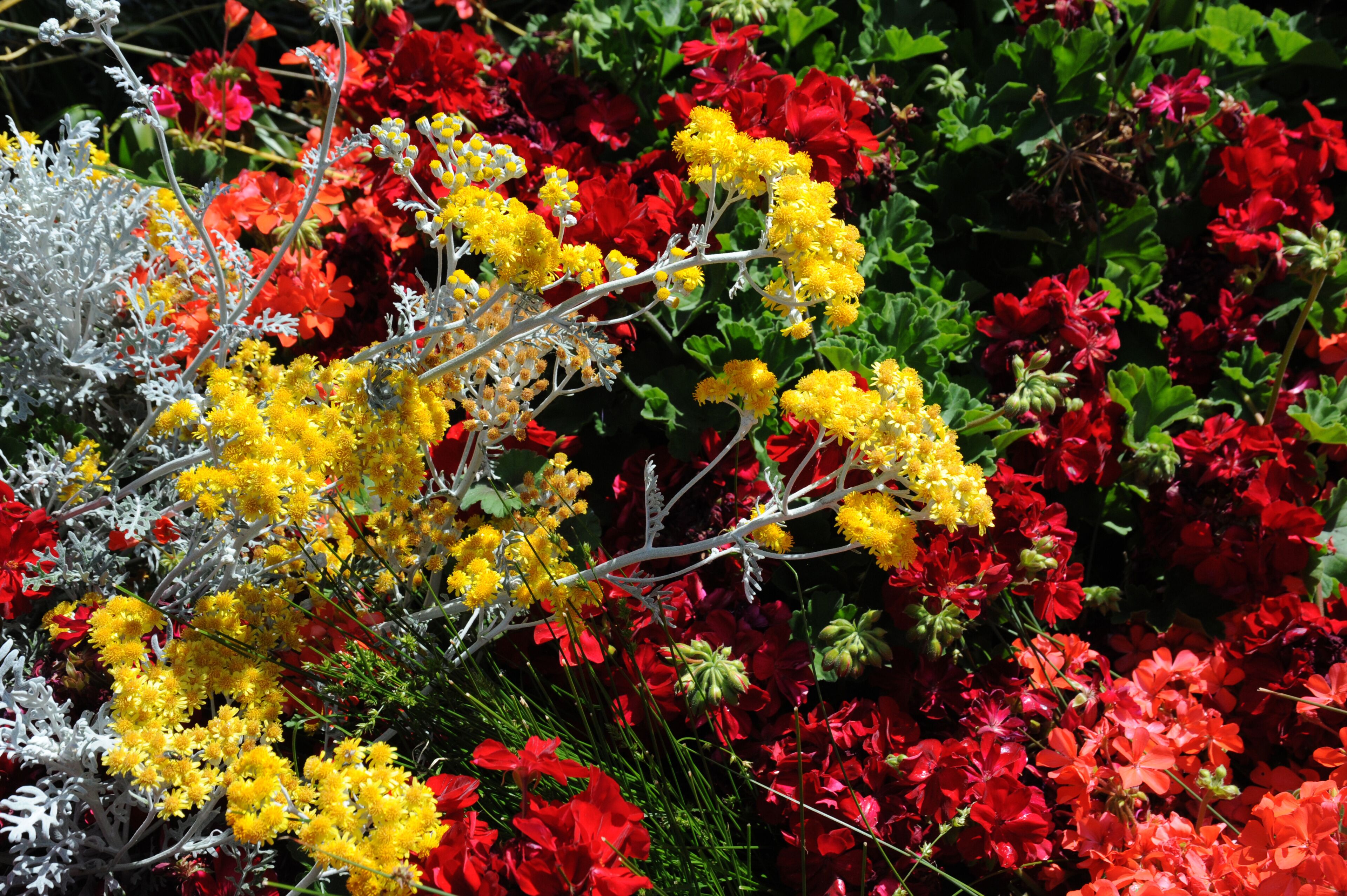 Un jardín con flores rojas y amarillas, follaje verde y una estructura ornamental blanca.