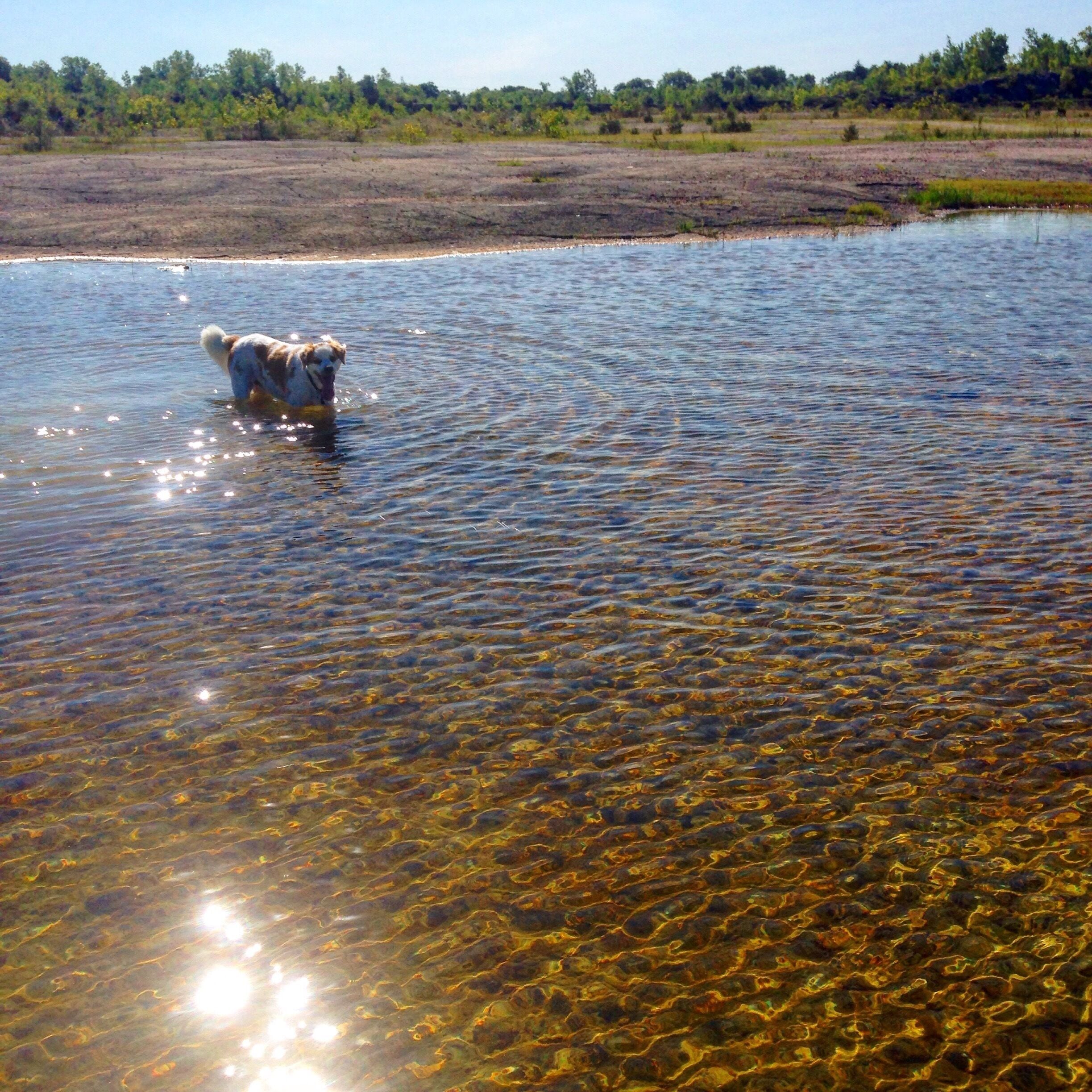 This former quarry is now a hundred-plus acre park managed by the town of Fairborn. There are walking and horseback trails and you can easily run at least 3 miles along the perimeter path. The center of the old quarry is a bizarre flat open expanse quite uncharacteristic of this wooded area of Ohio.  Rainfall has created several shallow ponds of crystal clear water that is a delight for wading. This park is definitely a hidden gem of Fairborn!