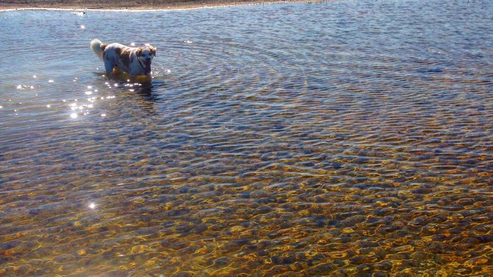 A dog in a shallow, clear river surrounded by a flat landscape and distant trees.