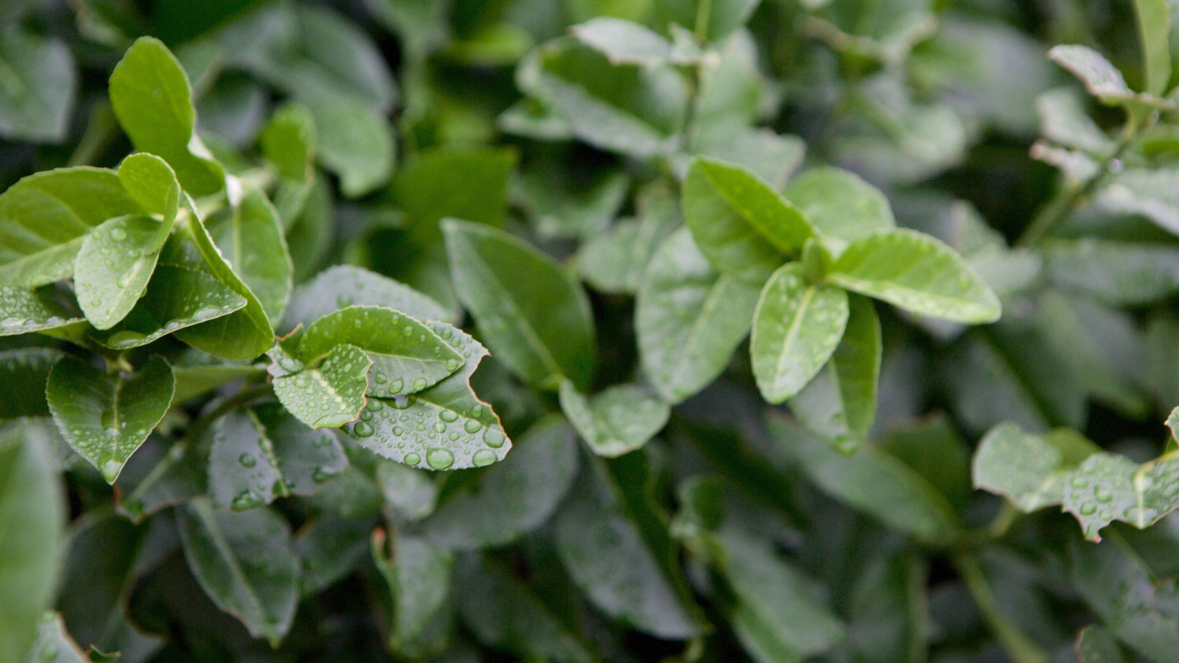 Fairfax showing a garden