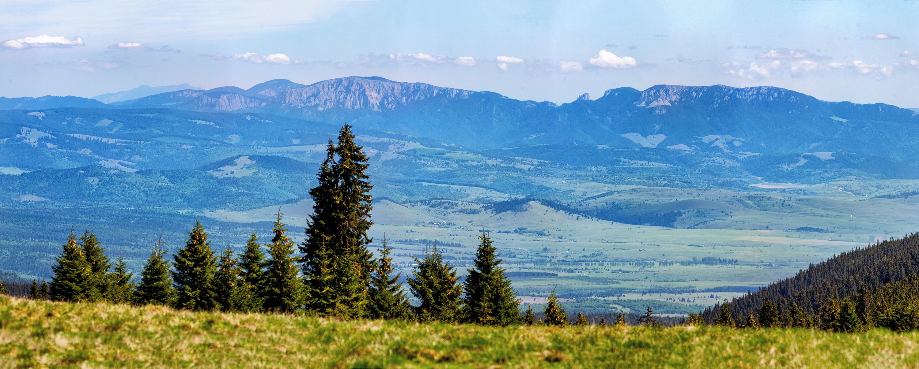 A mountainous landscape with a prominent evergreen tree in the foreground and a valley with scattered trees in the background.